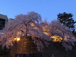 福井城址夜桜1