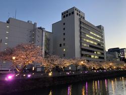 福井城址夜桜2