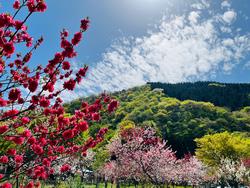 勝山花桃1