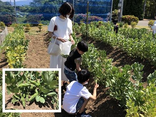 一寸ソラマメ収穫