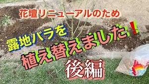 花壇リニューアルのため、露地バラを植え替えましたぁ! 後編