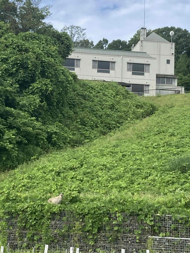 カモシカ