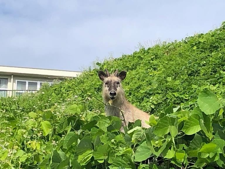 カモシカ1